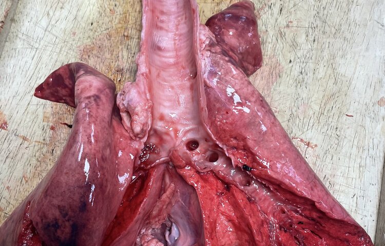Image of Do You Know Your Bronchus from Your Bronchiole?